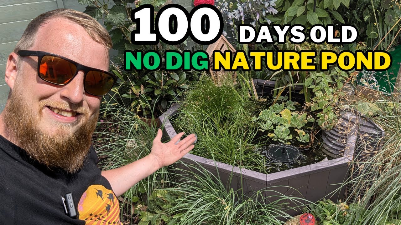 WHATS HAPPENED! Three months into the NO DIG NATURE POND. (Your questions answered)