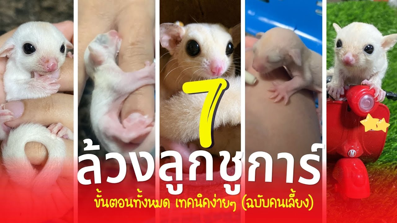 7 ล้วงลูกชูการ์ ขั้นตอนทั้งหมด เทคนิคง่ายๆ ชูการ์ไกรเดอร์?! (ฉบับคนเลี้ยง)
