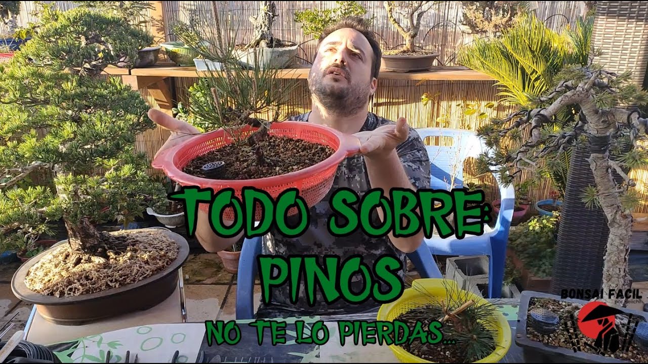 Pinos en Bonsai - Quieres saber mas?