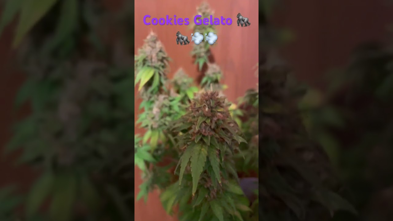 Cookies Gelato Harvest day #grow #420