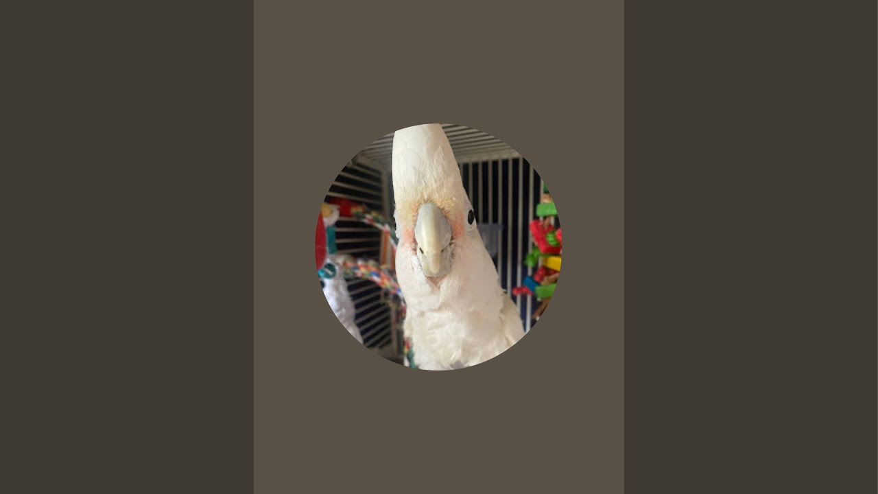 Turkey the Goffin Cockatoo is live!