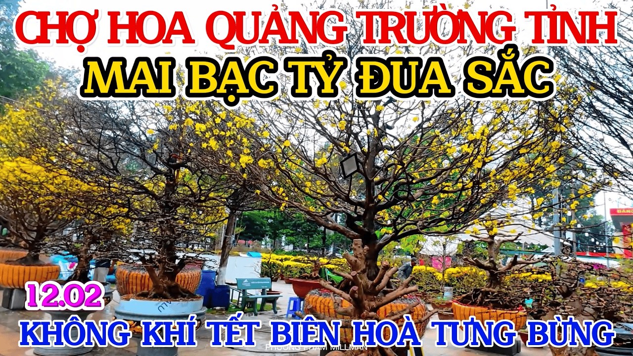 TƯNG BỪNG CHỢ HOA XUÂN 2026 QUẢNG TRƯỜNG TỈNH ĐỒNG NAI 12.02 HOA MAI BẠC TỶ ĐUA SẮC TUYỆT ĐẸP