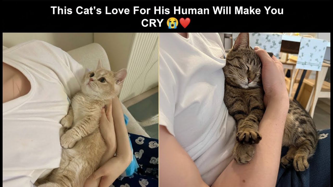 When Your Cat Looks At You Like This 💕 It Means Everything