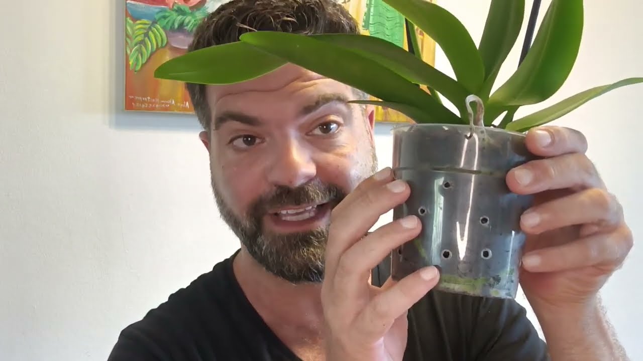 סחלב חדש בבית - מה עושים?
