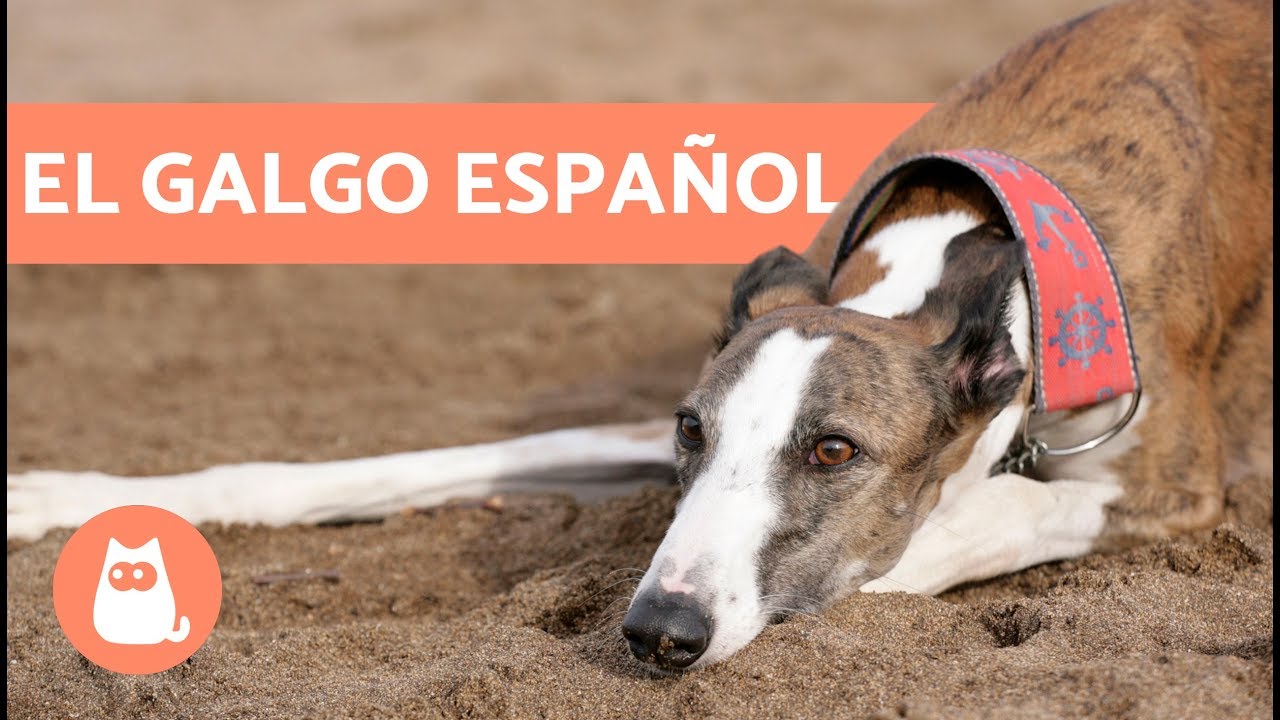 Galgo español - Características y cuidados
