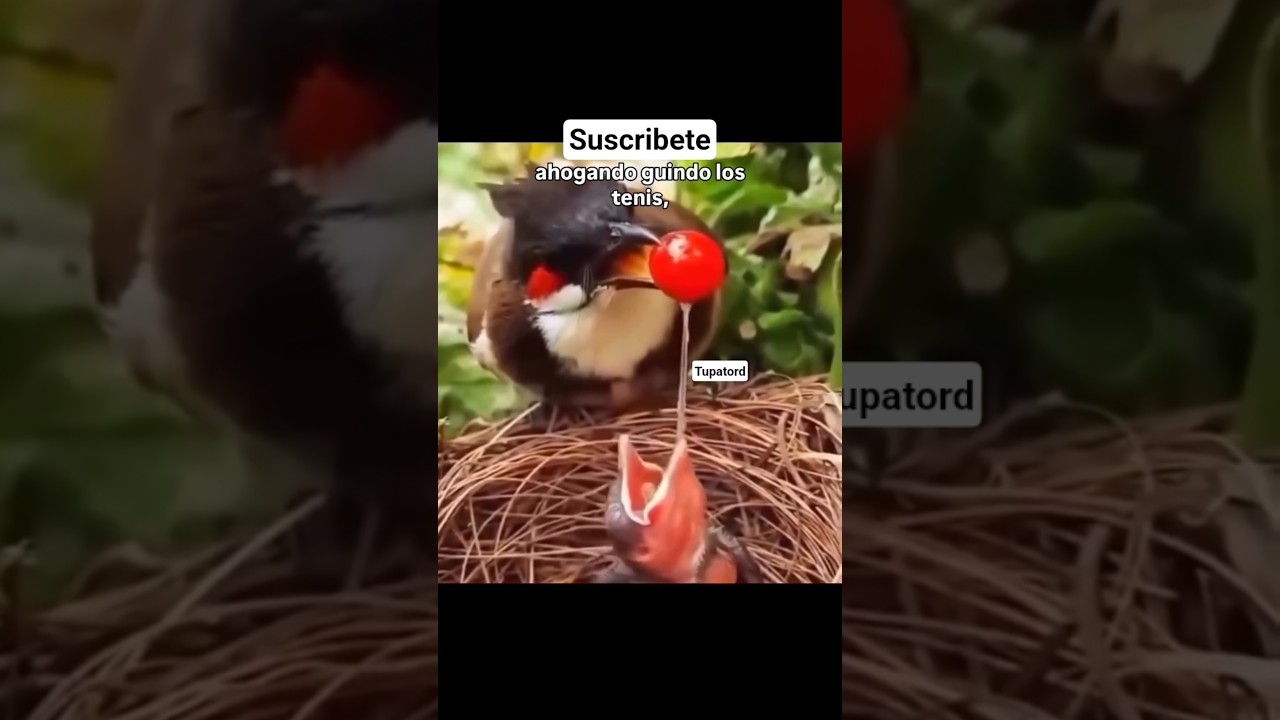 Video del d&iacute;a #animales #humor #animalesgraciosos