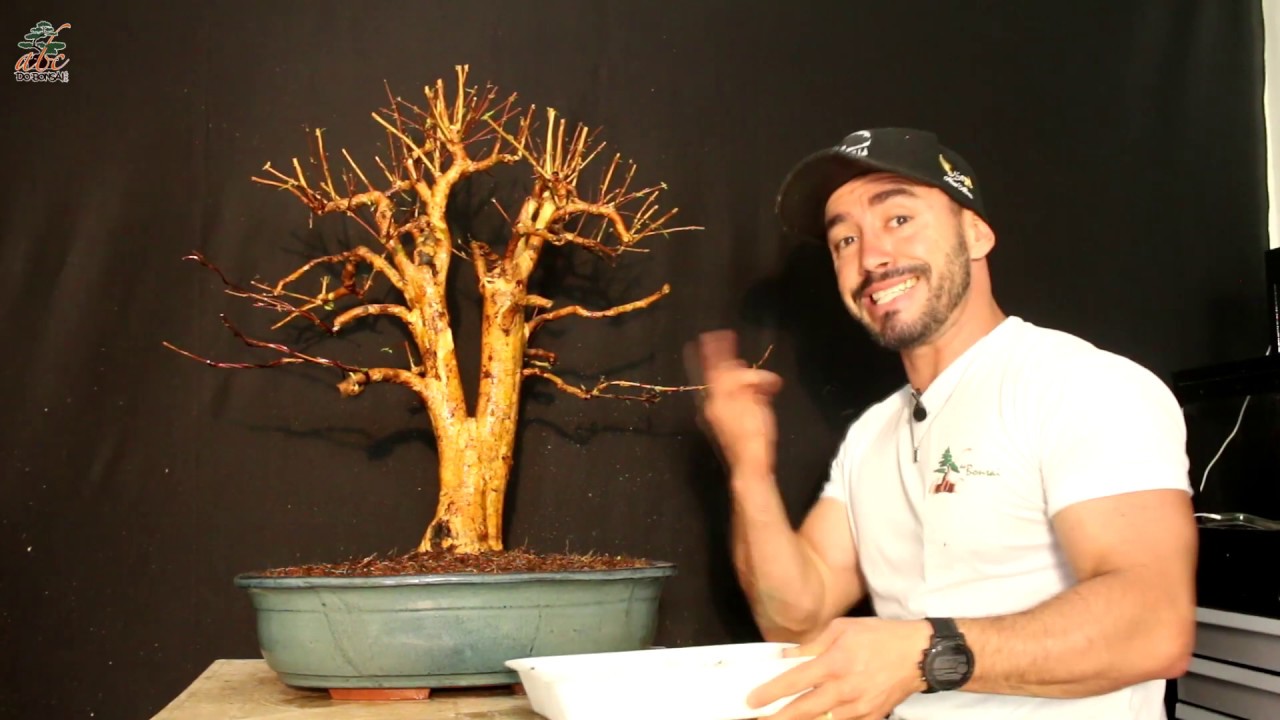 COMO FAZER BONSAI DE PITANGUEIRA | PARTE 4 | 2019