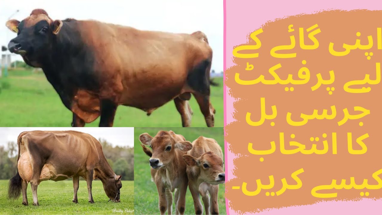 Choosing the Perfect Jersey Bull The Art of Bull Selection| From Calves to Champions | HRM Dairies
