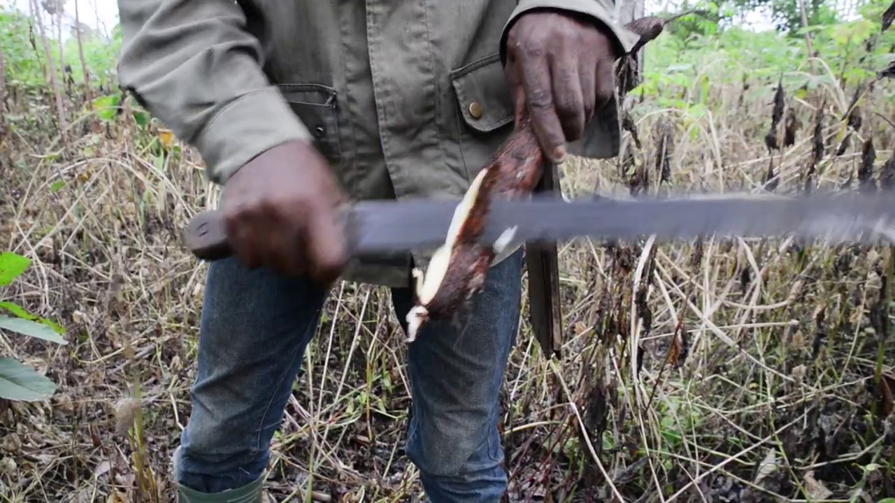 Cassava Farming in Boviongo Village: MCNP
