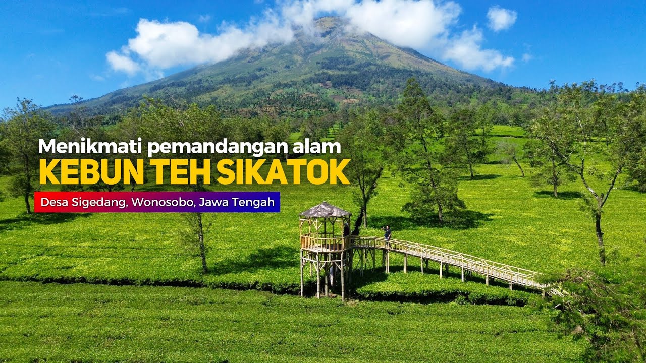 MENIKMATI PEMANDANGAN ALAM KEBUN TEH SIKATOK - Cerita Desa Sigedang, Kejajar, Wonosobo, Jawa Tengah