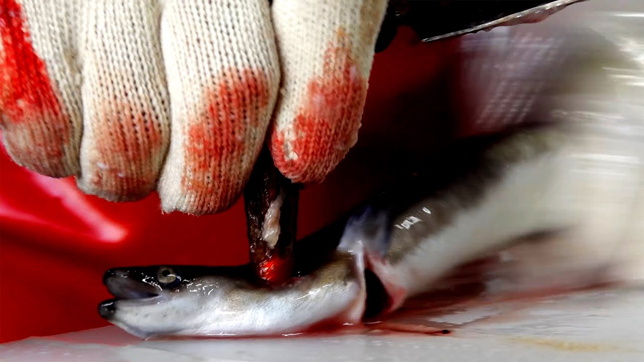 끔찍하지만 맛있는 풍천장어 / Snake fish cutting roast / Korean street food