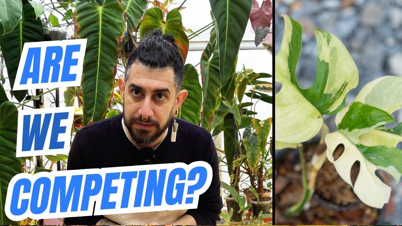 Big Leaves, Bigger Pressure? The Algorithm & Plant Perfection