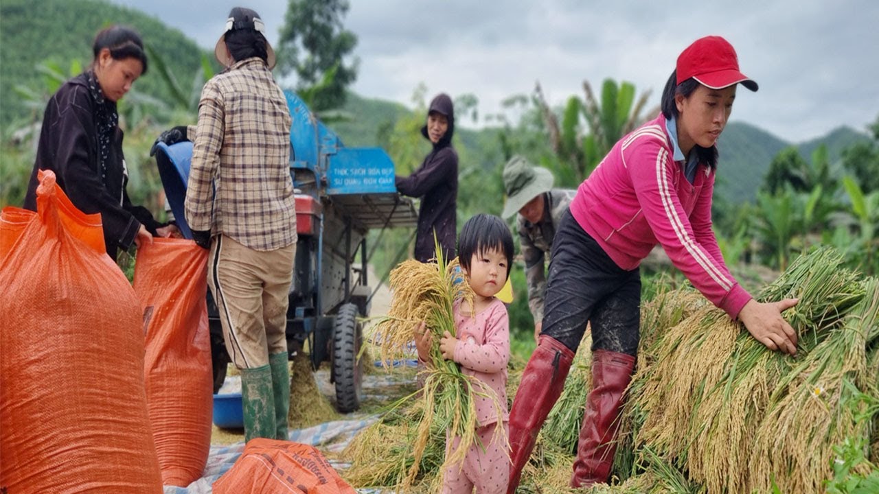 Woman and Little Girl went out to the villagers to harvest rice, A hard day's work || Lý Phương Anh