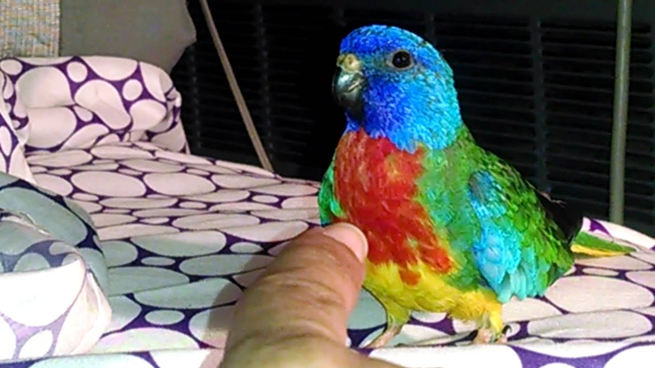 My Scarlet Chested Parakeet