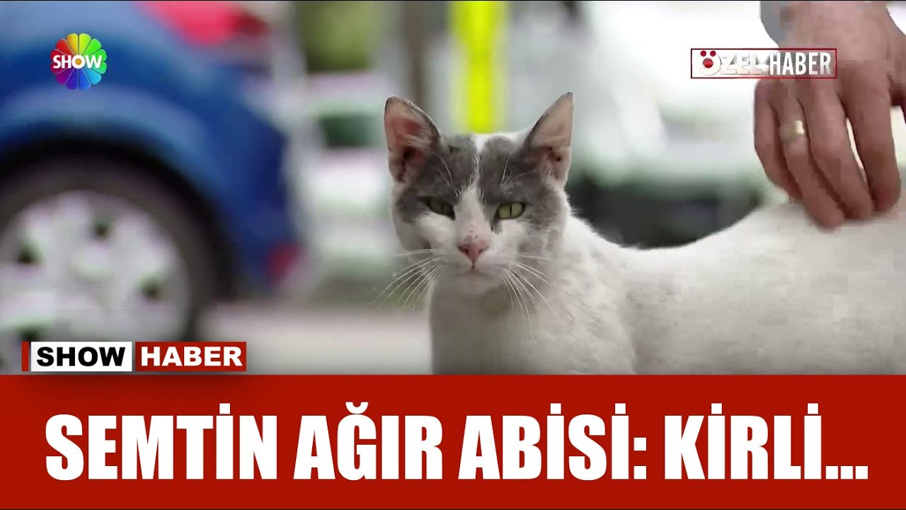 Bağcılar'ın ''Kötü Kedi Şerafettin''i!