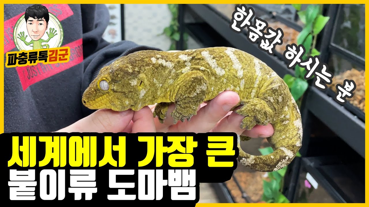 뉴칼레도니아 자이언트 게코 ! 리키 에너스를 키워봅시다.