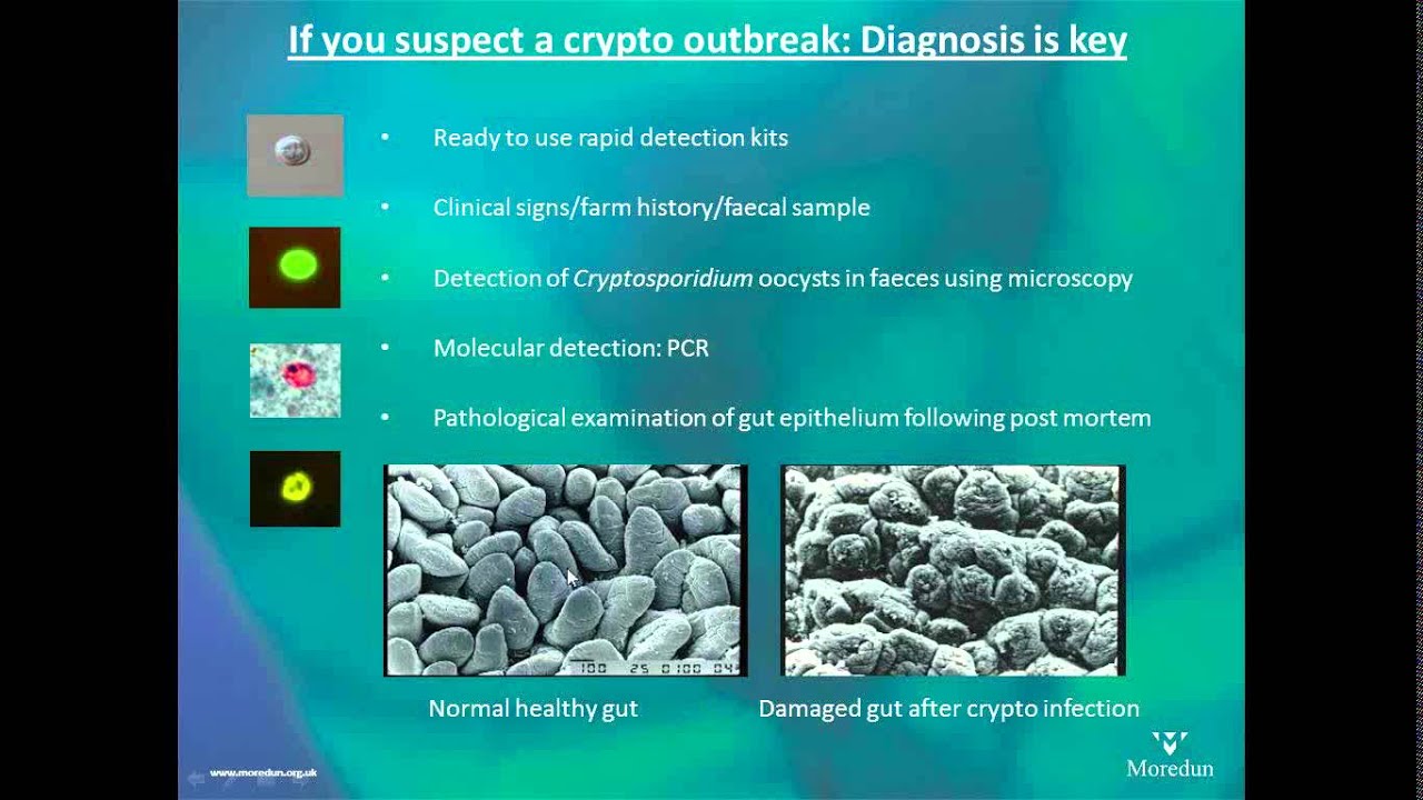 Cryptosporidiosis in calves - AHDB Dairy