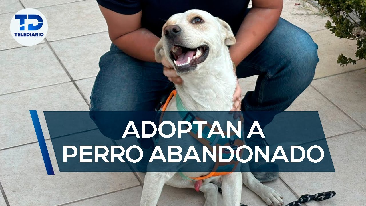 Captan abandono de perro en periférico; familia lo rescató y lo adoptó