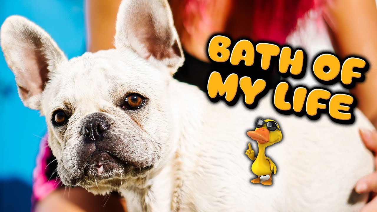 Bath Time Drama 😂 Then Off To The City l Family Vlog + Frenchie Fun