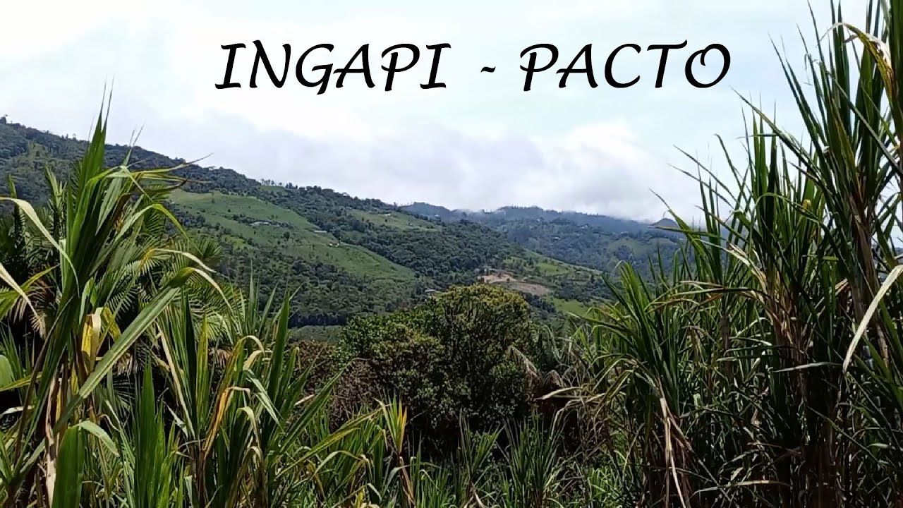 Ingapi - Pacto... Breves tomas desde una encantadora zona. 🌱🌿🍀🌴🇪🇨
