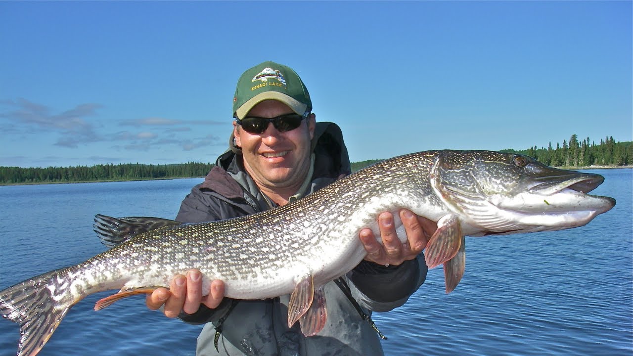 Pike & Musky on a Fly - How To