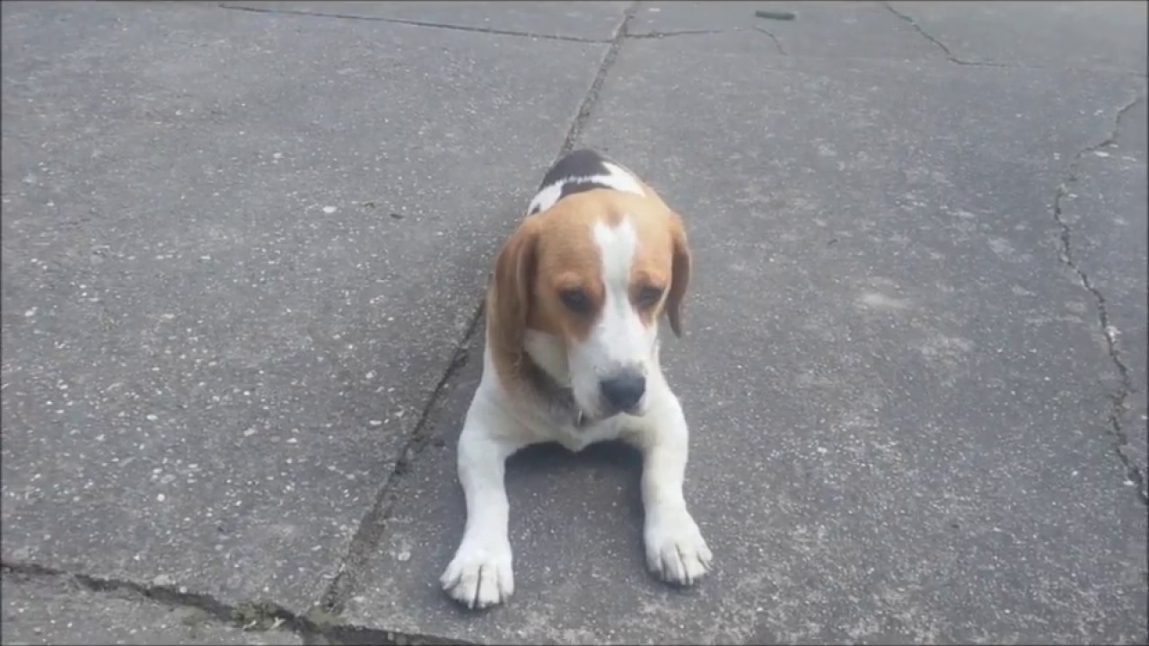 Das Tiergesch&auml;ft