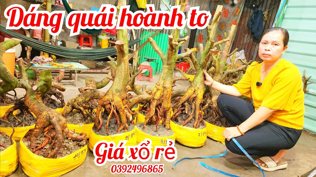 13/1 chị Yến 0392496865 phôi mai bonsai hoành to dáng quái giá xổ rẻ|MaivàngThanhTâm