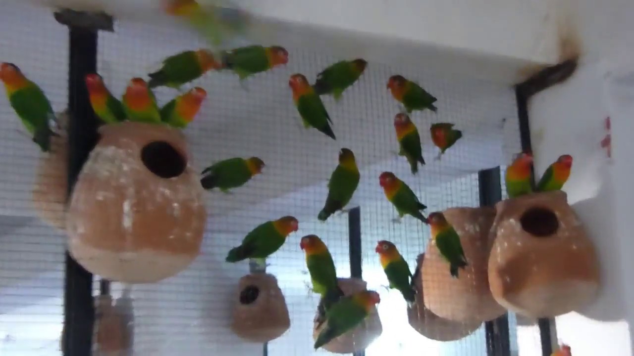 Top Breeder Aviary In Lahore # Parrots Farming In Lahore (Pakistan)