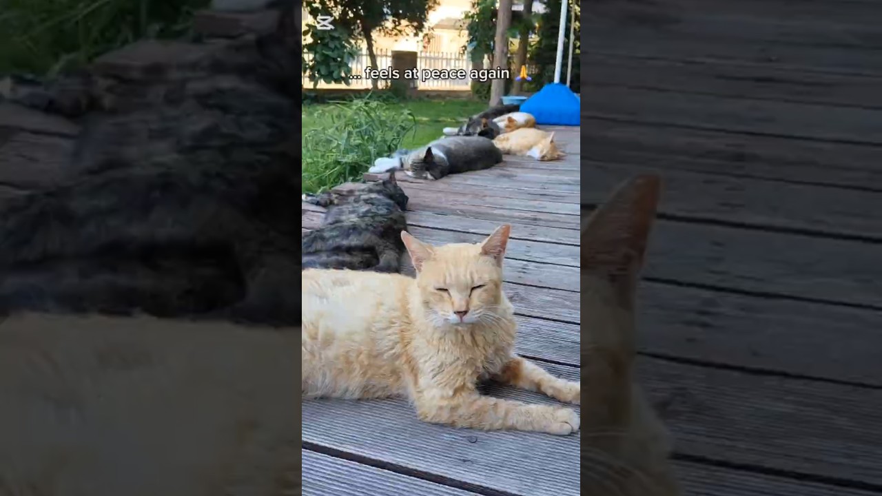 cat731 - We are so relieved! Streetcat Roxy survived and came back!