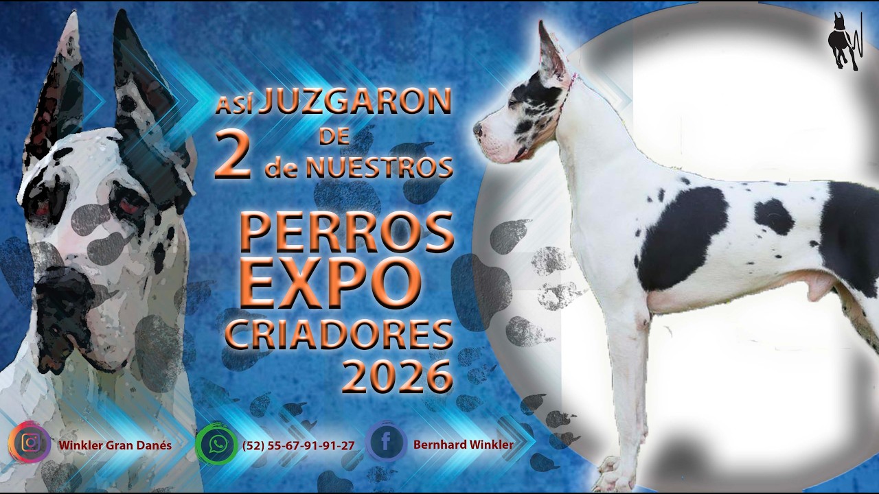 Así juzgaron a 2 de nuestros gran danés en EXPO CRIADORES 2026...