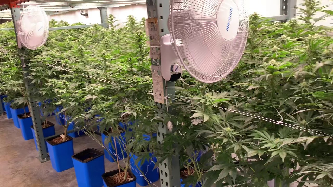 God&rsquo;s Gift, Critical Kush, & 707 Headband Week 5 Flowering