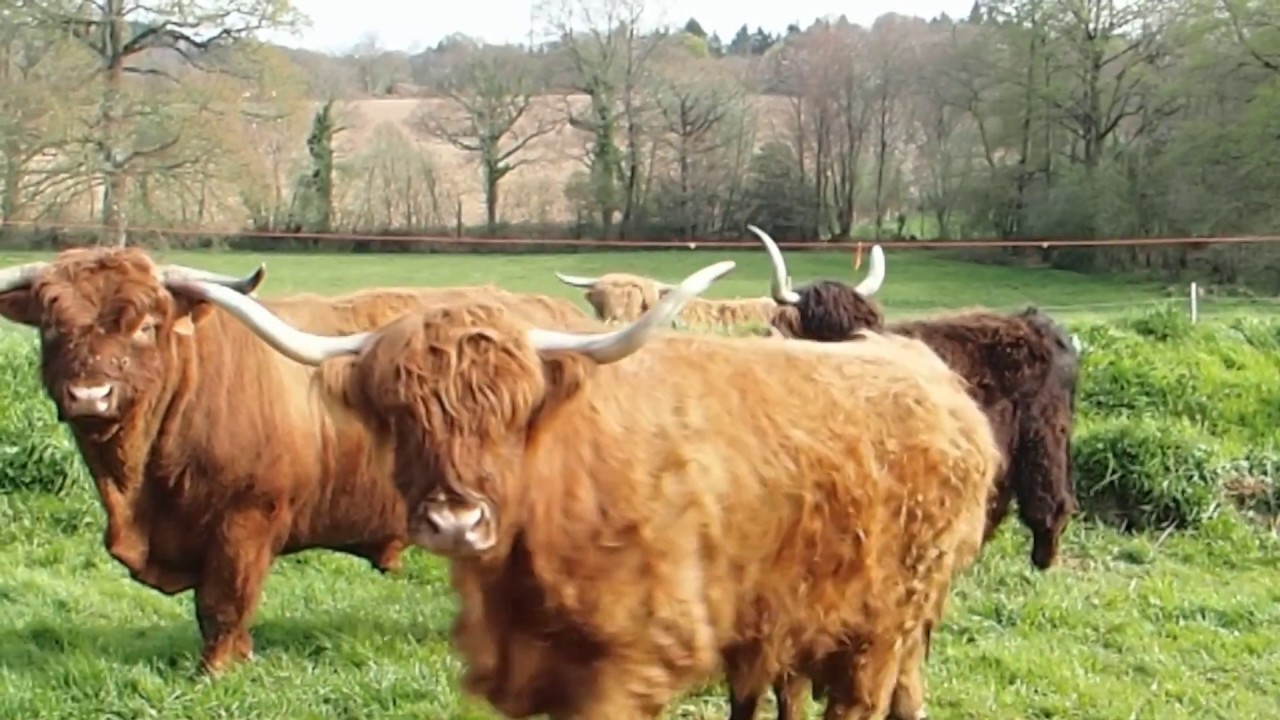 LE CLOS AUX HIGHLANDS : La biodynamie au service des vaches Highlands
