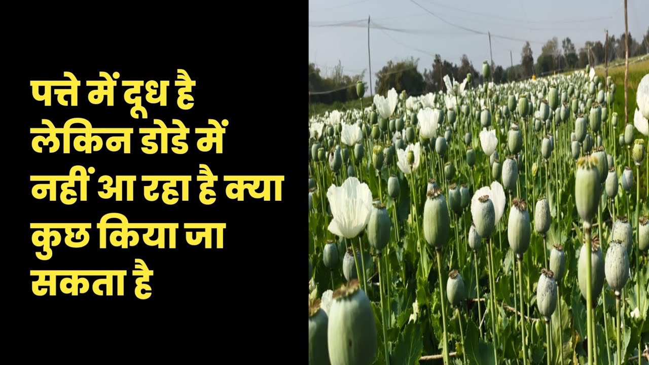 अफीम में दूध बढ़ाने और ब्लॉकेज खोलने के देसी नुस्खे