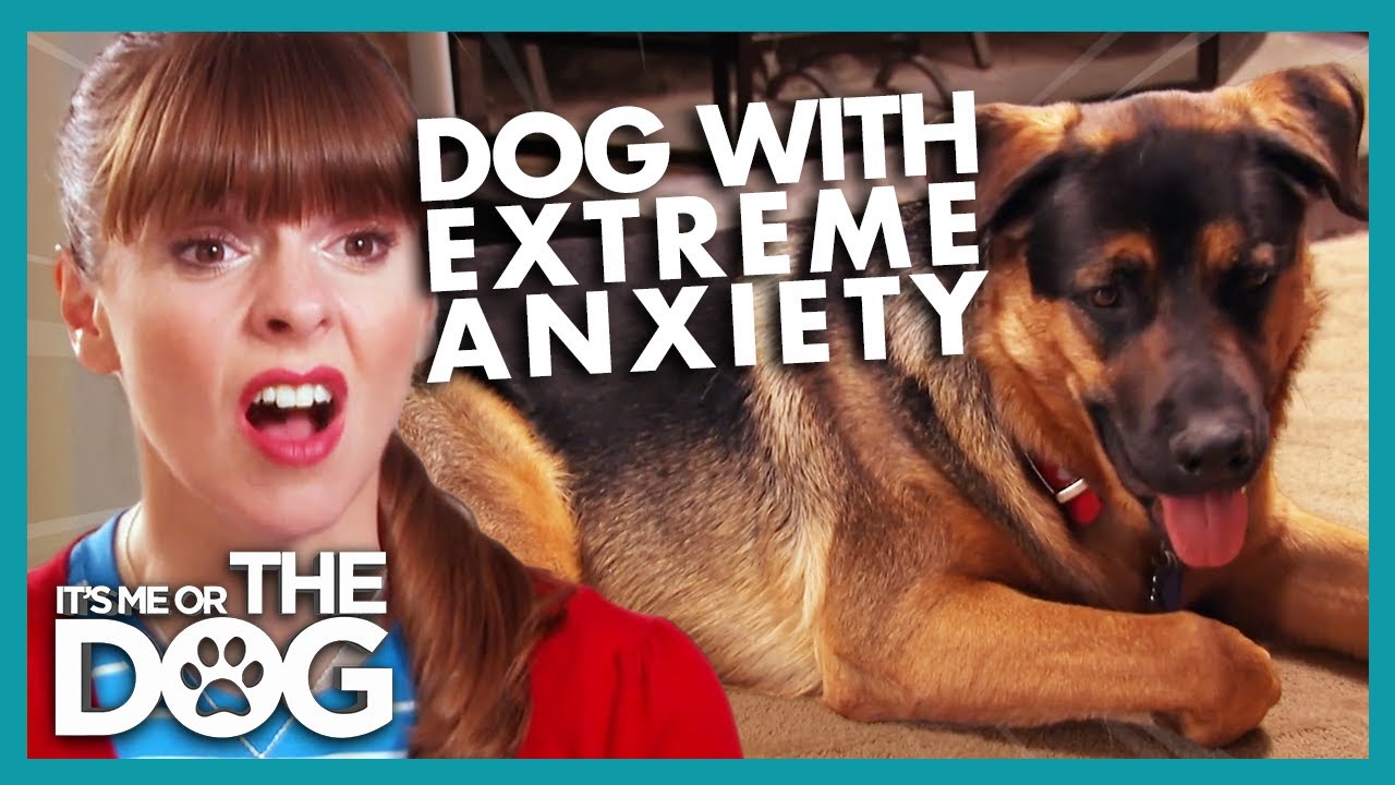 The Heartbreaking Reason Behind This Dog's Anxiety | It's Me or The Dog