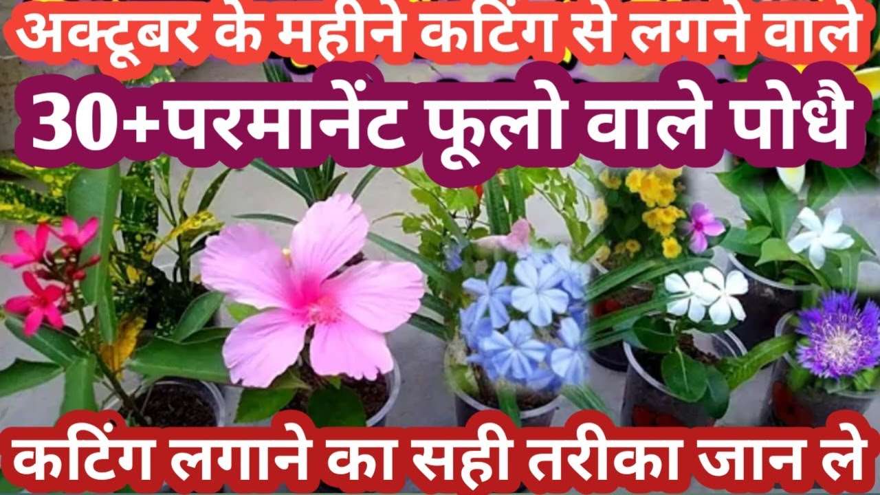 October के महीने मे कटिंग से लगने वाले 30+ परमानेंट फूलो वाले पोधे Parmanent  Plant Grow By Cutting