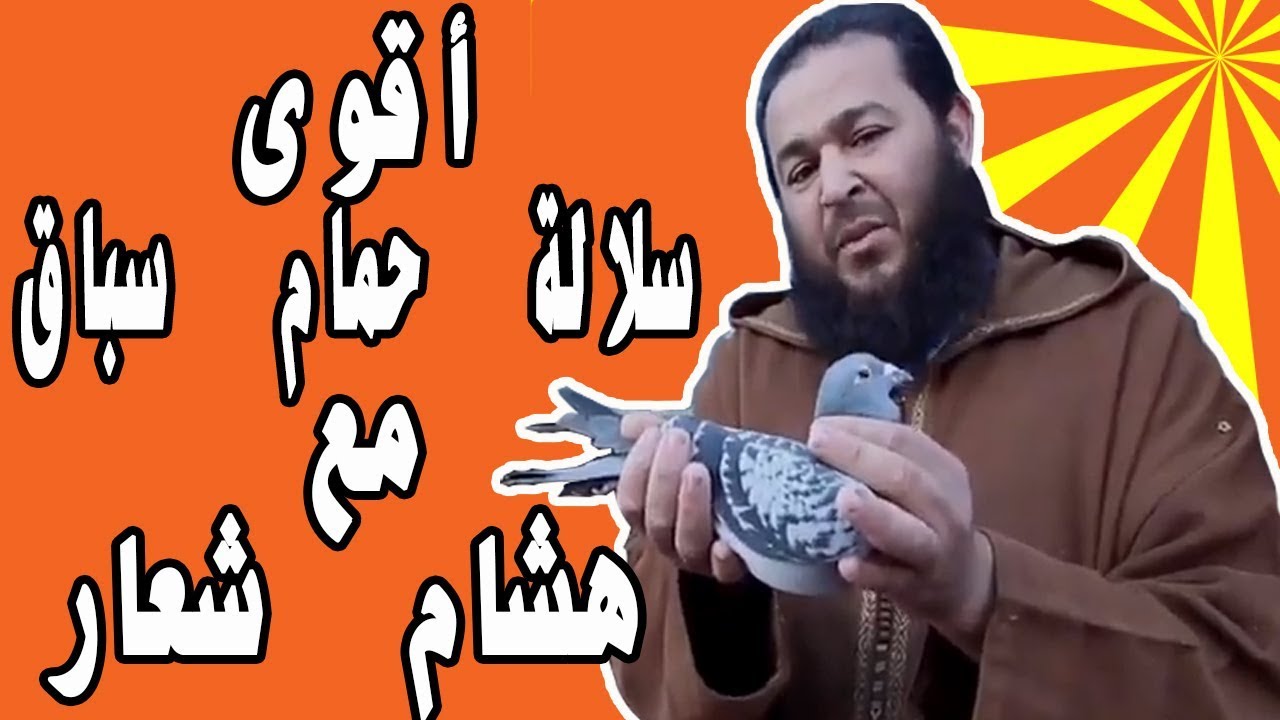 الحمام الزاجل  | لقاء خاص مع هشام شعار  | فيديوهات حمام