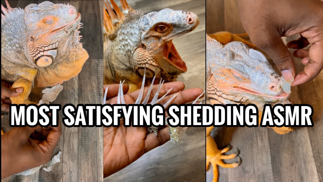 So Satisfying Reptile Shedding & Unboxing In 4K - Rocket The Iguana