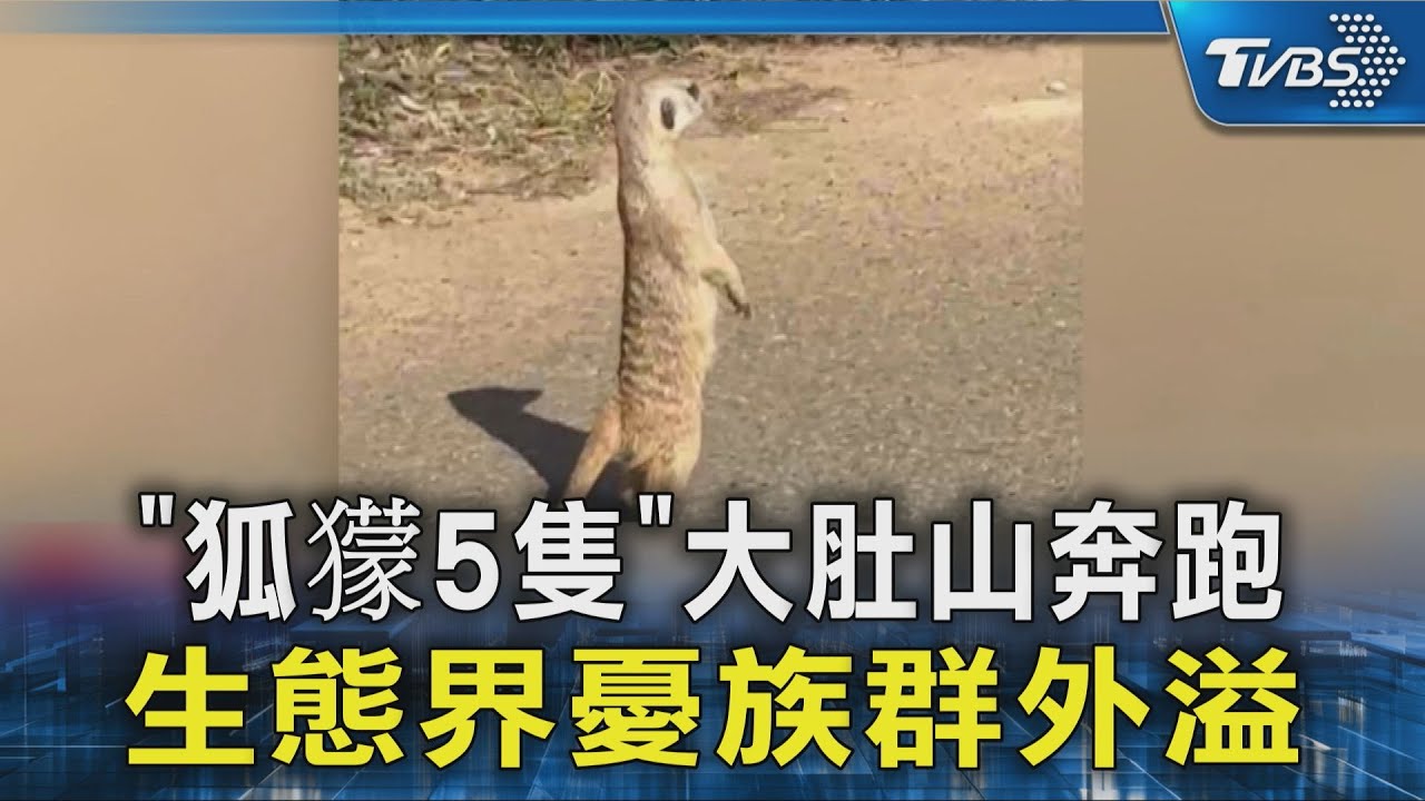 「狐獴5隻」大肚山奔跑 生態界憂族群外溢｜TVBS新聞 @TVBSNEWS02