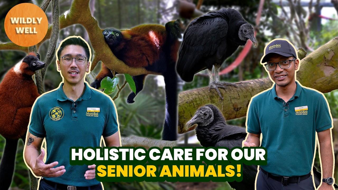 Wildly Well – Holistic care for our senior animals
