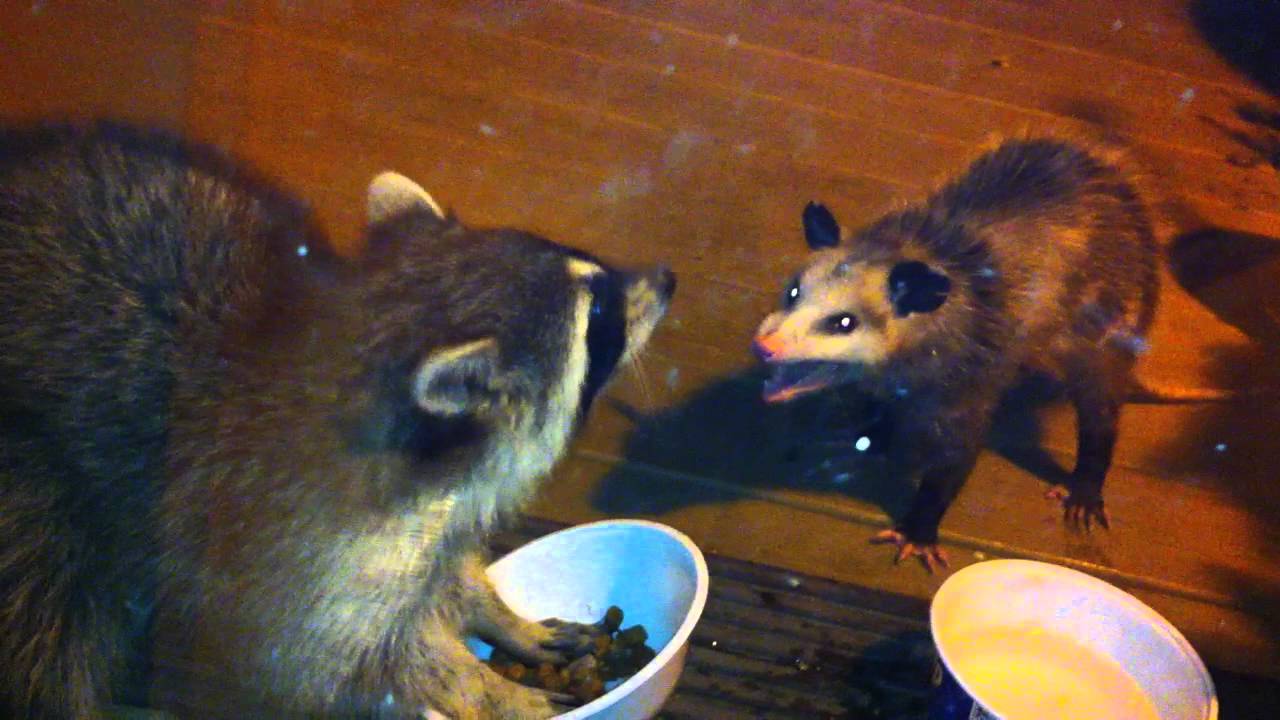 Raccoon vs. Possum