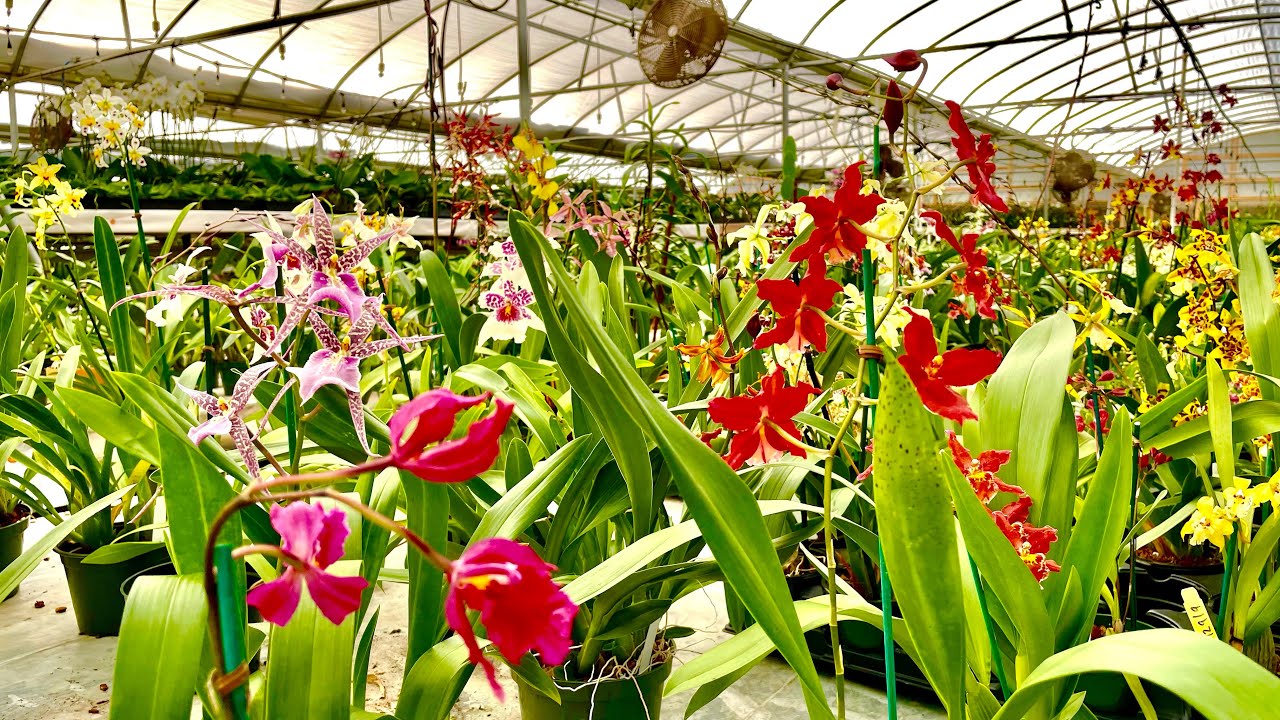 Oncidium Orchid.