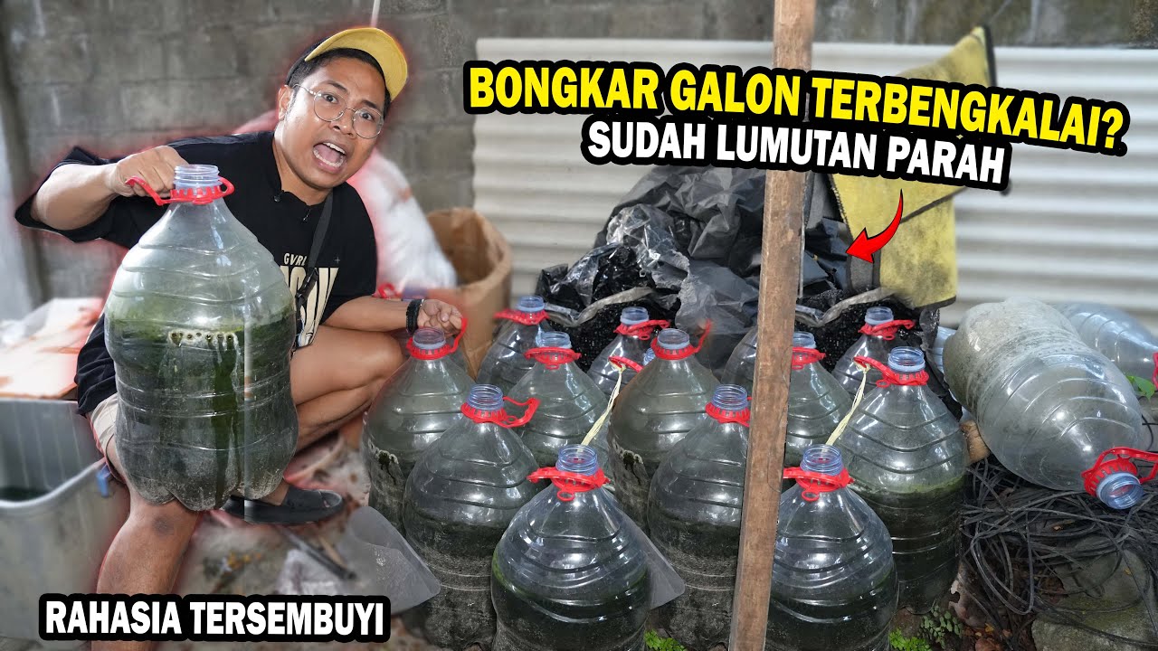 GALON LUMUTAN TAPI FULL CABUNG? BONGKAR PROGRES GALON RED MARU TERBENGKALAI? #bosbosqu