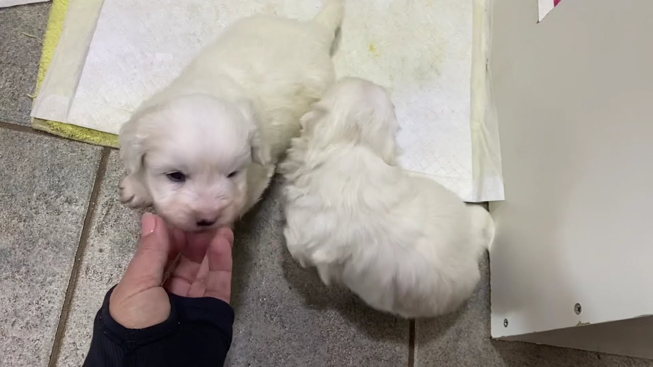Los cuidados del cachorro al primer mes de vida