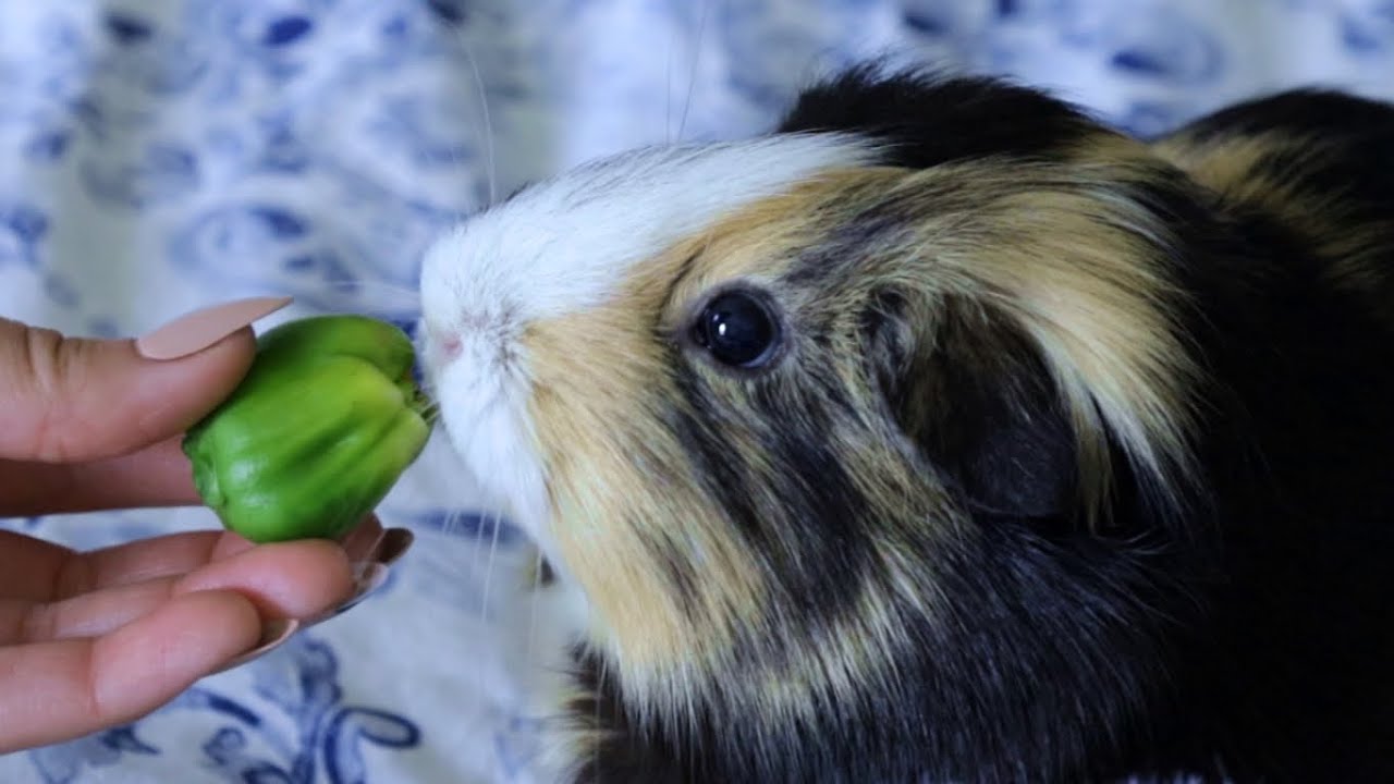 Guinea Pig ASMR Eating Garden Vegetables 🐹🥕 (crunchy & munching sounds)