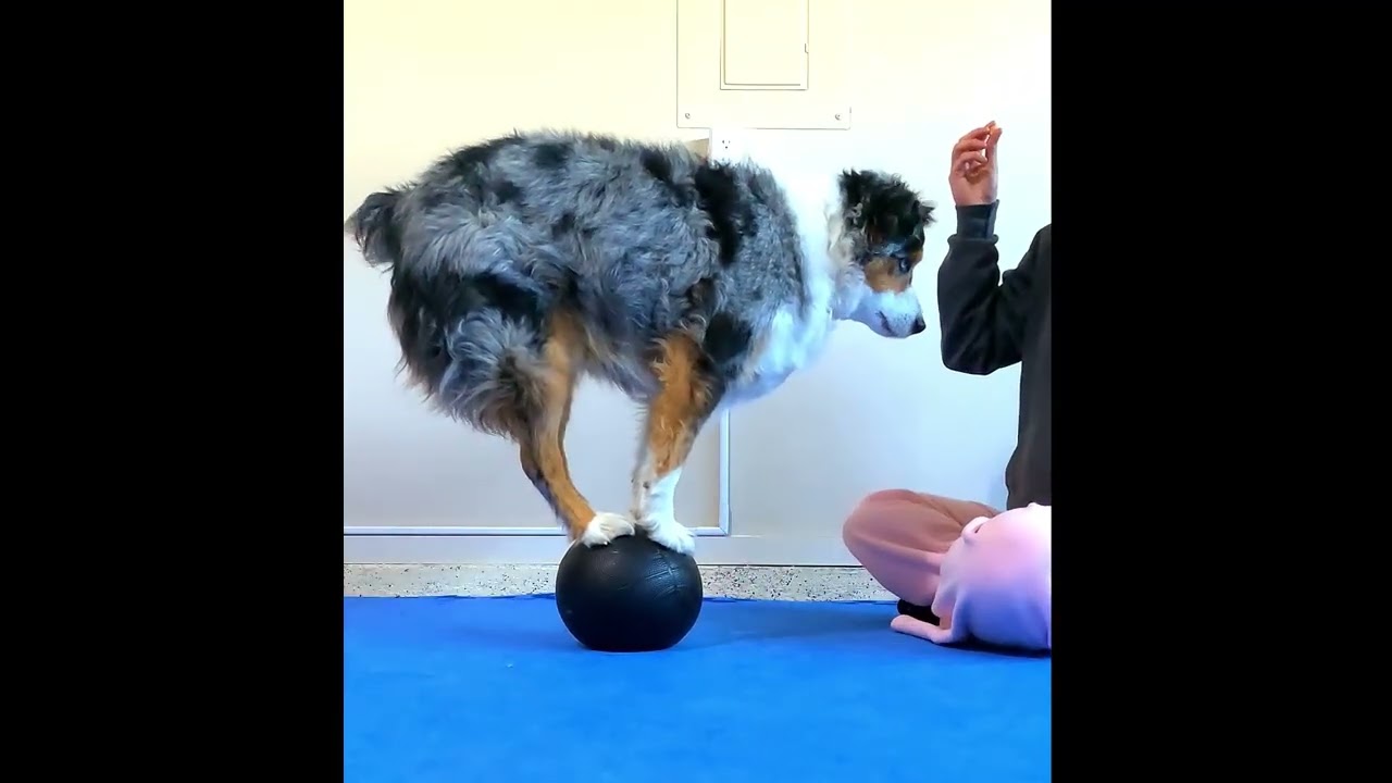 Balance on ball dog trick training