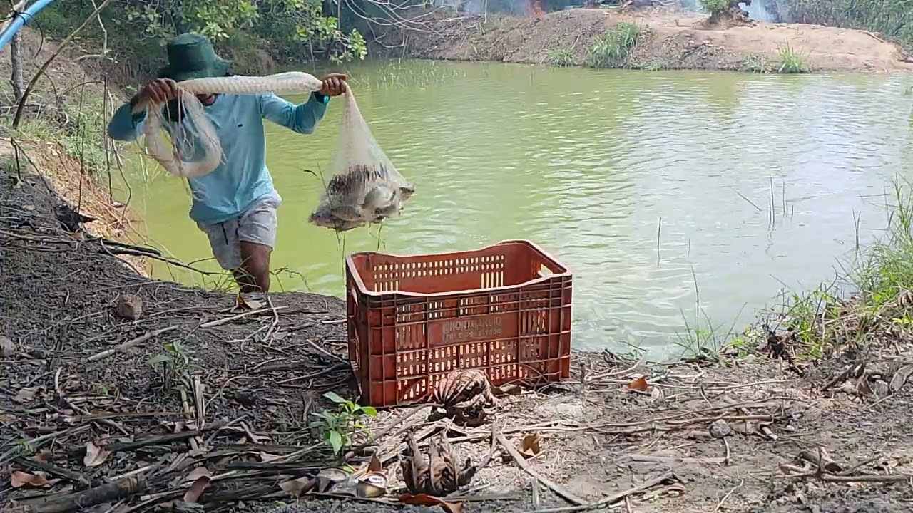 Olha meus amigos mostrando um pouco do dia na criação dos peixes 