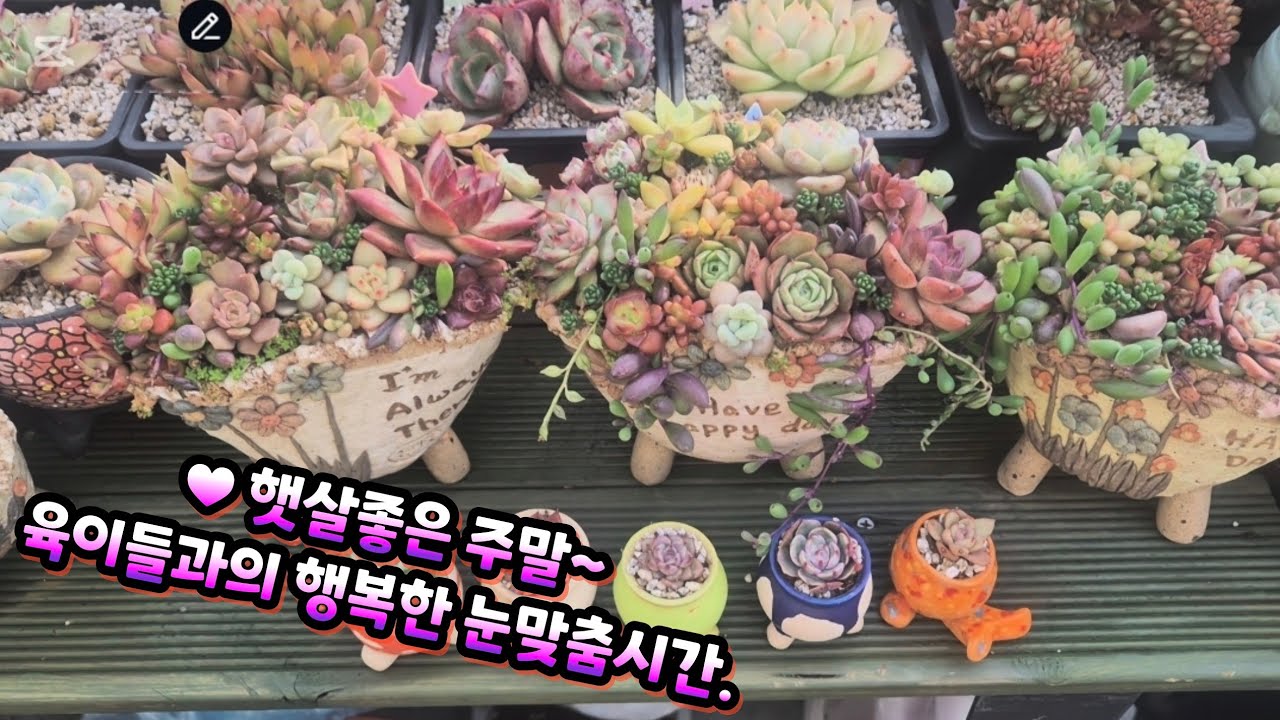 춥기는 추운데~벌써 봄이 오는걸까요? ♥️ 하우스 기온 30도. 새싹도 움트고 꽃도피우고~#succulent #다육 #옥상다육키우기 #옥상하우스 
