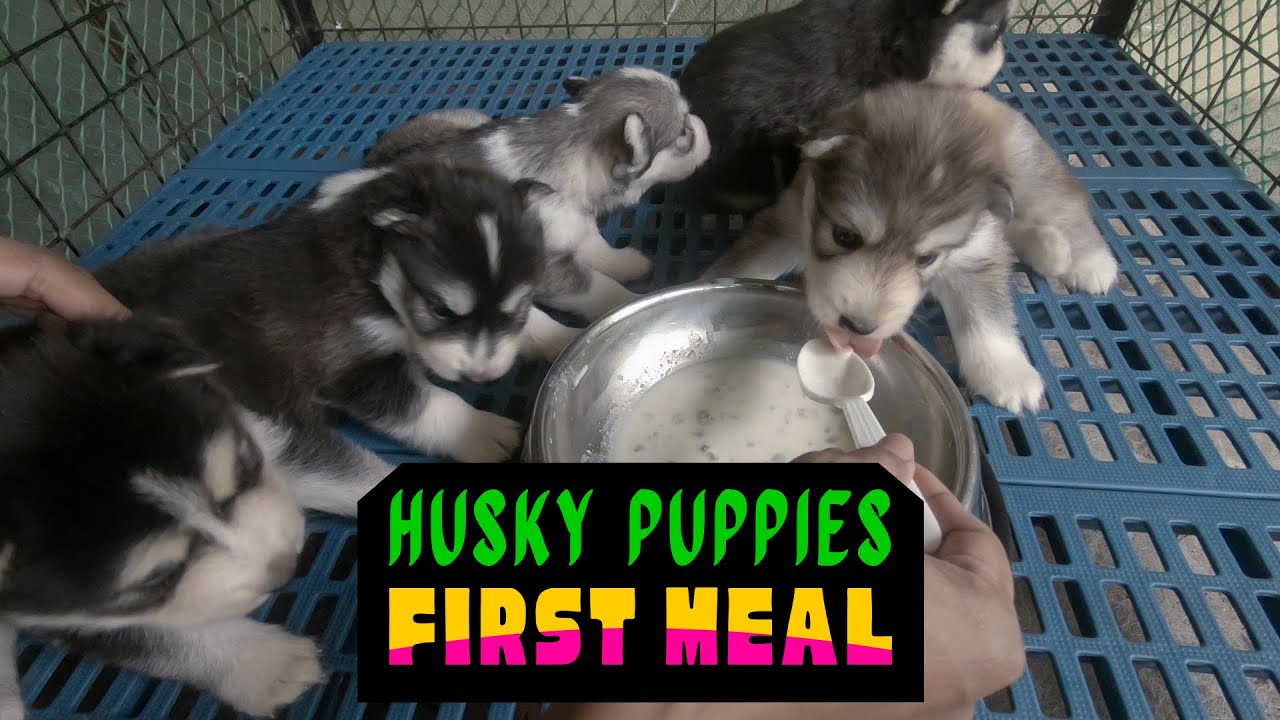Husky Puppies First Meal - Weaning Puppies