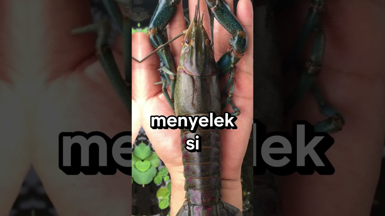 Panduan Praktis: 7 hal Memulai Budidaya Lobster Air Tawar dari Nol | sumber cuan.. #cuan #lobster