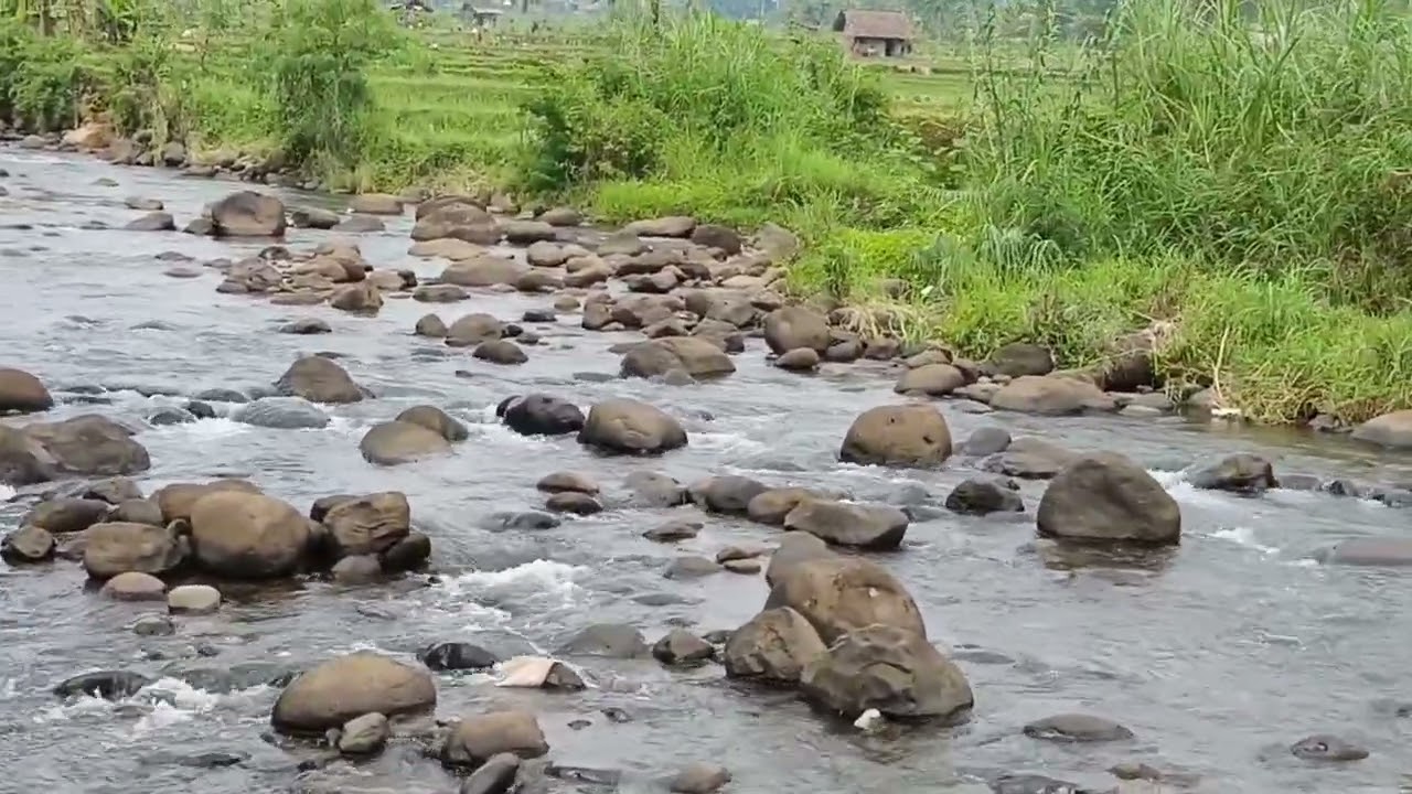 Water Flowing in A Shallow River With Natural Sounds